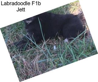 Labradoodle F1b Jett