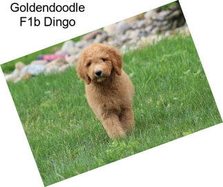 Goldendoodle F1b Dingo