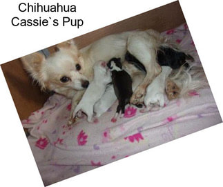 Chihuahua Cassie`s Pup