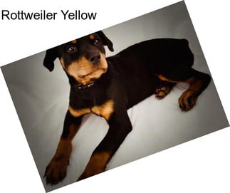 Rottweiler Yellow