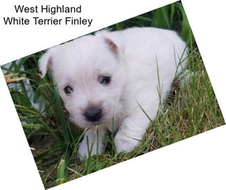 West Highland White Terrier Finley