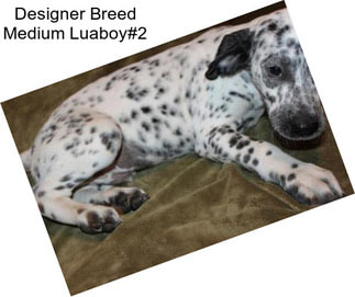 Designer Breed Medium Luaboy#2