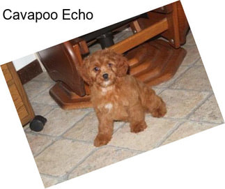 Cavapoo Echo