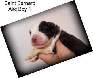 Saint Bernard Akc Boy 1