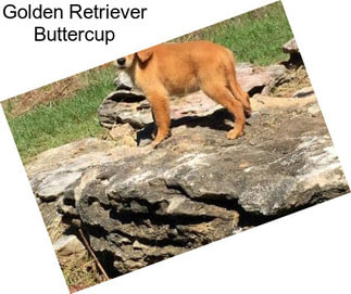 Golden Retriever Buttercup
