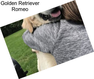 Golden Retriever Romeo