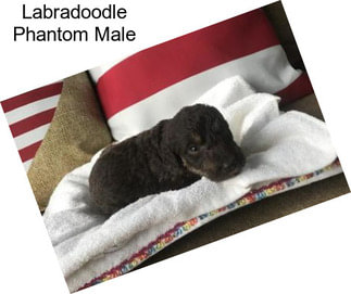 Labradoodle Phantom Male