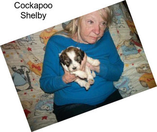 Cockapoo Shelby
