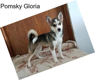 Pomsky Gloria