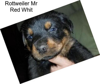 Rottweiler Mr Red Whit