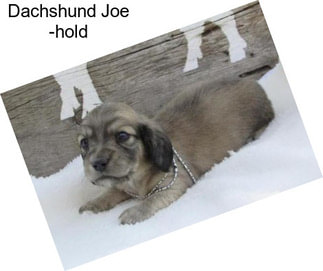 Dachshund Joe -hold