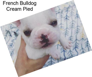 French Bulldog Cream Pied