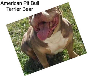 American Pit Bull Terrier Bear