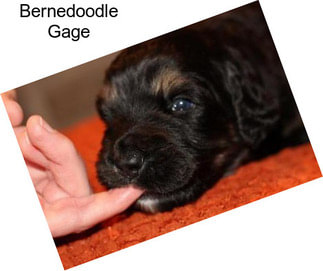 Bernedoodle Gage