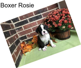 Boxer Rosie