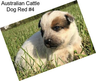 Australian Cattle Dog Red #4