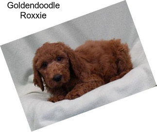 Goldendoodle Roxxie