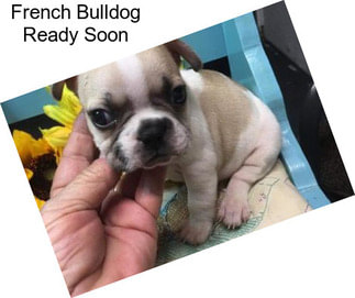 French Bulldog Ready Soon