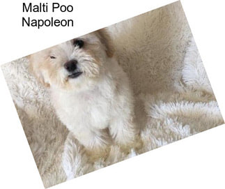 Malti Poo Napoleon