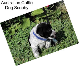 Australian Cattle Dog Scooby