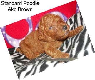 Standard Poodle Akc Brown