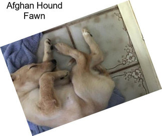 Afghan Hound Fawn