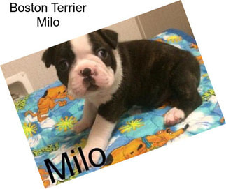 Boston Terrier Milo