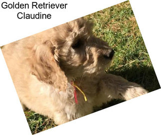 Golden Retriever Claudine