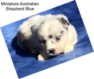 Miniature Australian Shepherd Blue