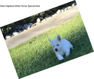 West Highland White Terrier Special Deal