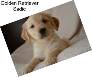 Golden Retriever Sadie