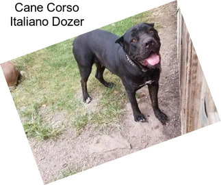 Cane Corso Italiano Dozer