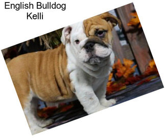 English Bulldog Kelli