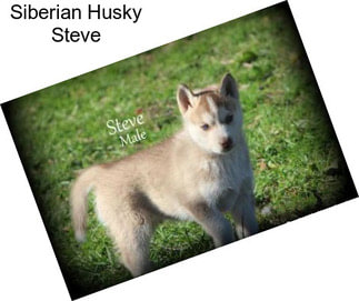 Siberian Husky Steve