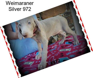 Weimaraner Silver 972