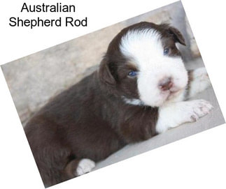 Australian Shepherd Rod