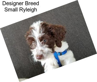 Designer Breed Small Ryleigh