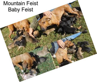 Mountain Feist Baby Feist