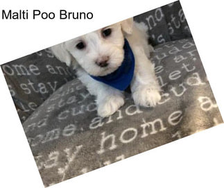 Malti Poo Bruno