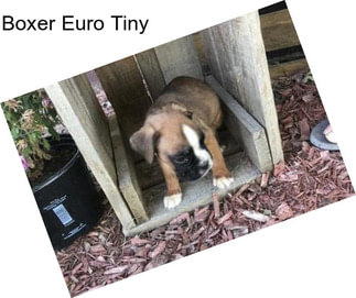 Boxer Euro Tiny