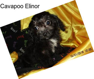 Cavapoo Elinor