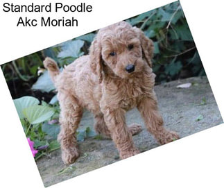 Standard Poodle Akc Moriah