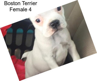 Boston Terrier Female 4