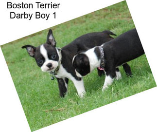 Boston Terrier Darby Boy 1