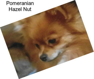 Pomeranian Hazel Nut