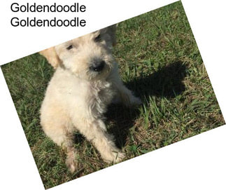 Goldendoodle Goldendoodle