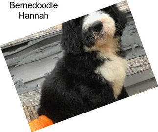 Bernedoodle Hannah