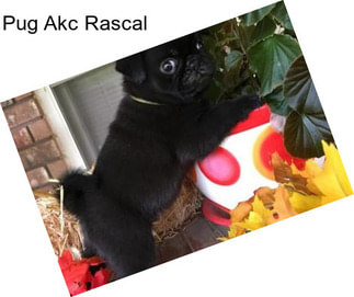 Pug Akc Rascal