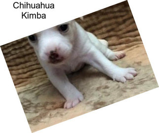 Chihuahua Kimba