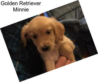 Golden Retriever Minnie